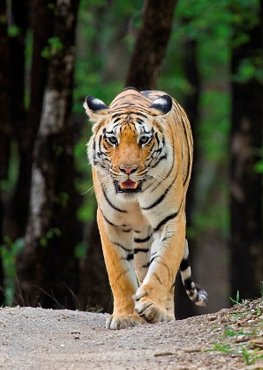 tiger view